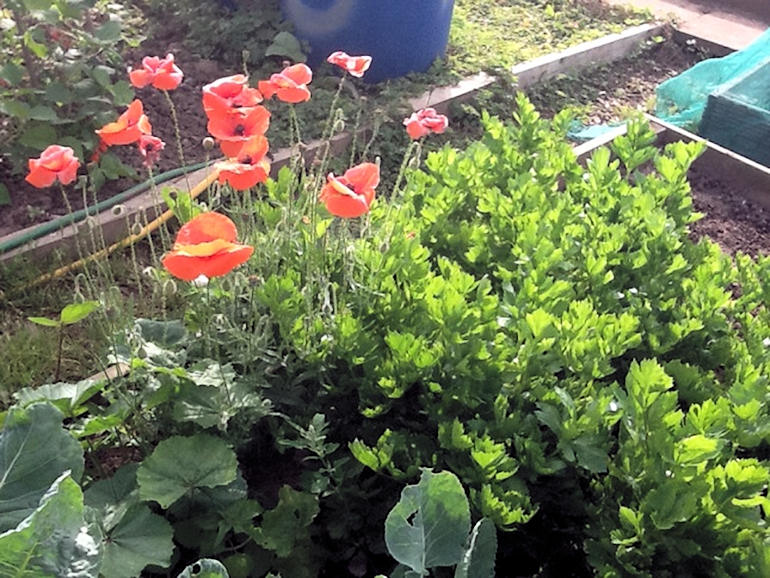 Garden produce cultivated by the children