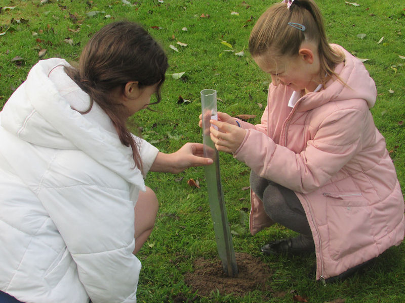 Tree Planting